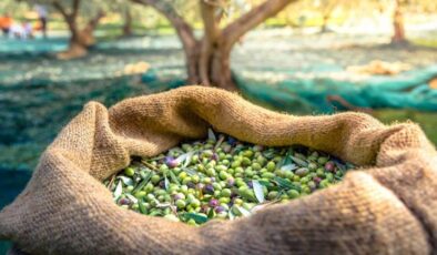 Kur’anda dikkat çekilen besinlerden biri de zeytindir